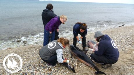 Stenella_stranding_Logo