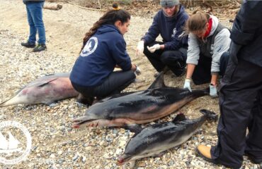 Stenella_stranding_Logo3