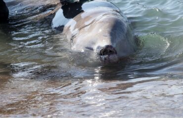 alimos_falaina_in_2801_1-2048×1406