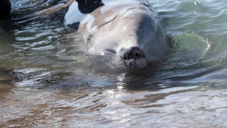 alimos_falaina_in_2801_1-2048×1406