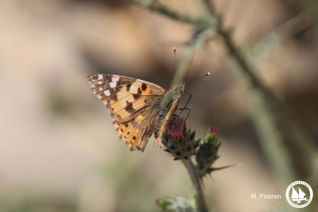 butterfly biodiversity assessment on Lipsi