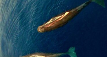 φυσητήρες στο Αιγαίο