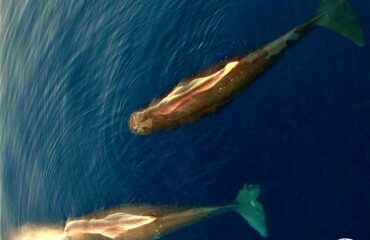Sperm whales Sperm whales