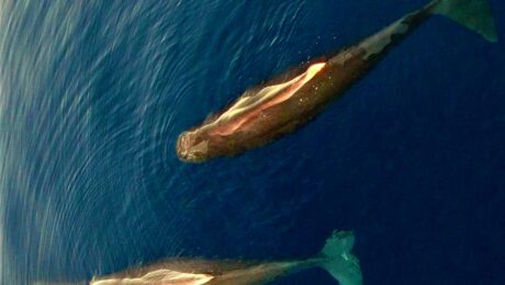 Sperm whales Sperm whales