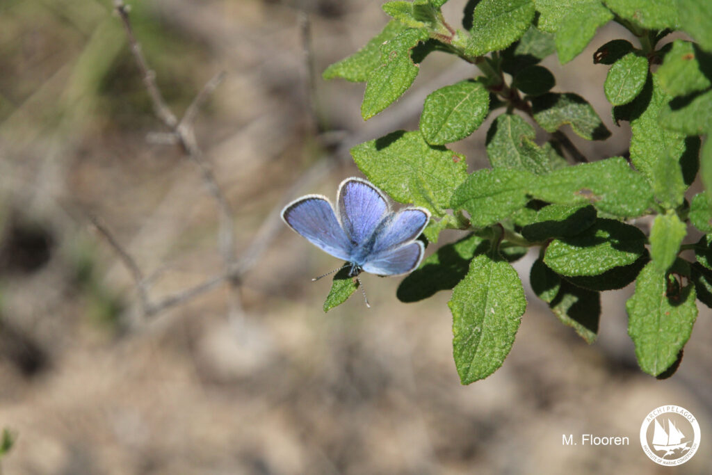 butterfly biodiversity assesment in Lipsi project