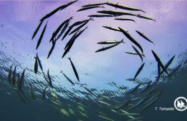 αναπαραγωγικά κοπάδια λούτσων αναπαραγωγικά κοπάδια λούτσων