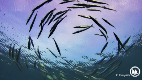 αναπαραγωγικά κοπάδια λούτσων