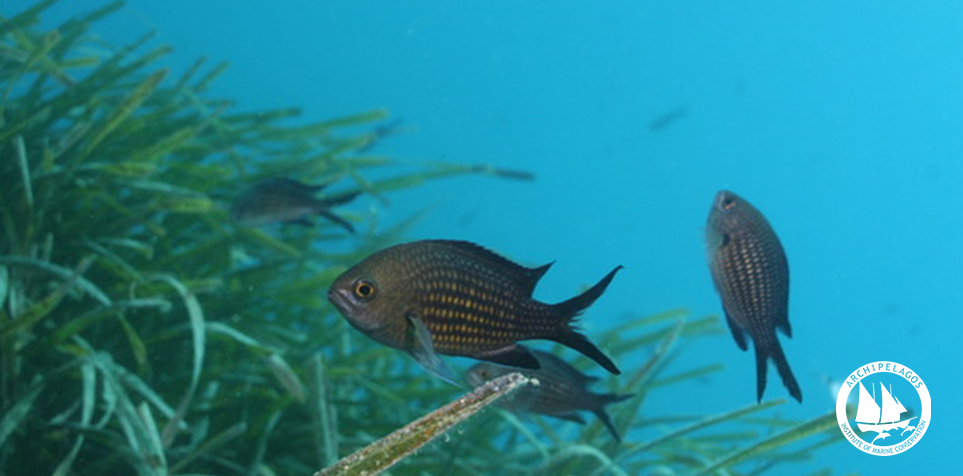 Archipelagos International School of the Sea Marine Ecology team