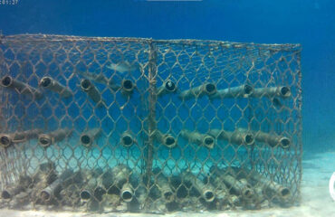 Archipelagos International School of the Sea Marine Ecology Team