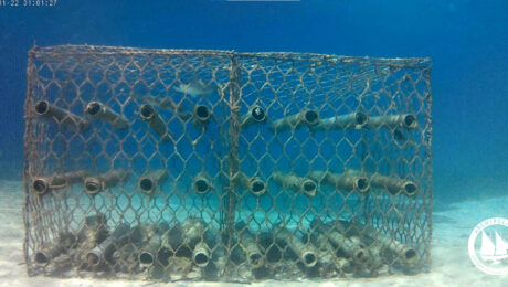 Archipelagos International School of the Sea Marine Ecology Team Archipelagos International School of the Sea Marine Ecology Team