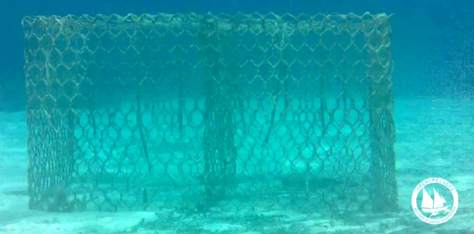 Archipelagos International School of the Sea Marine Ecology Team