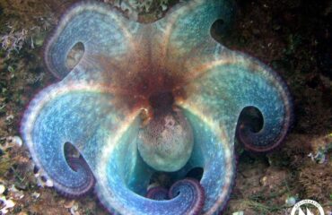 Μέδουσες, χταπόδια, καρχαρίες και η άγνοια που εκπέμπει η θαλασσινή μας χώρα