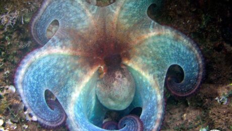 Μέδουσες, χταπόδια, καρχαρίες και η άγνοια που εκπέμπει η θαλασσινή μας χώρα Μέδουσες, χταπόδια, καρχαρίες και η άγνοια που εκπέμπει η θαλασσινή μας χώρα