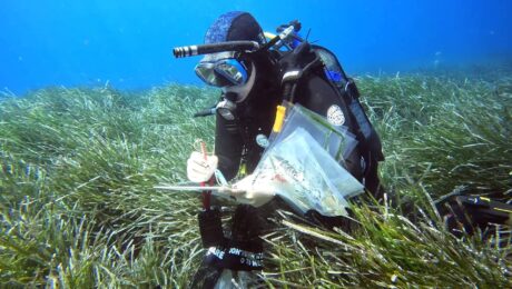 collecting samples of Posidonia oceanica and Halophila stipulacea seagrass collecting samples of Posidonia oceanica and Halophila stipulacea seagrass
