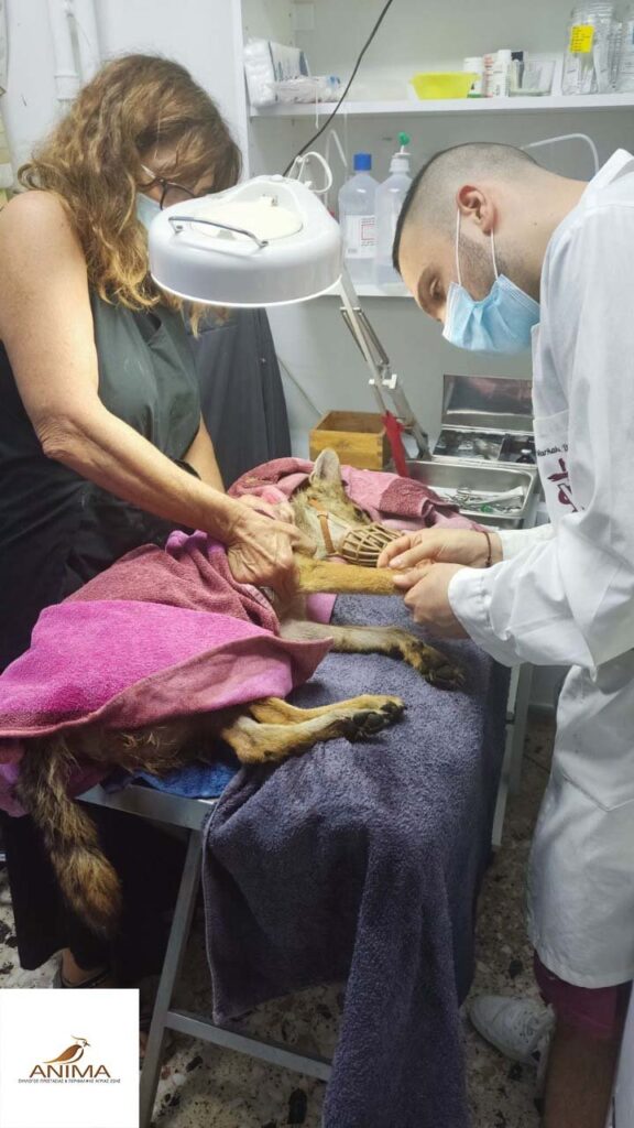 χρυσού τσακαλιού