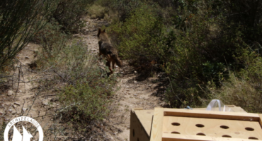 Απελευθερωση χρυσού τσακαλιού στη Σάμο