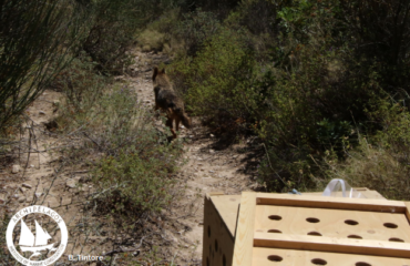Απελευθερωση χρυσού τσακαλιού στη Σάμο Απελευθερωση χρυσού τσακαλιού στη Σάμο