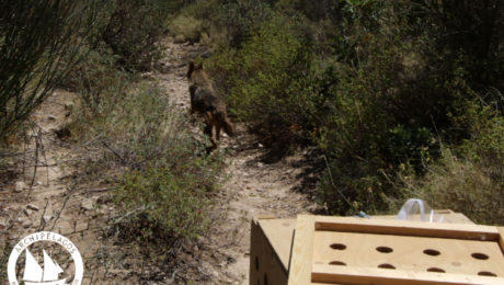 Απελευθερωση χρυσού τσακαλιού στη Σάμο Απελευθερωση χρυσού τσακαλιού στη Σάμο