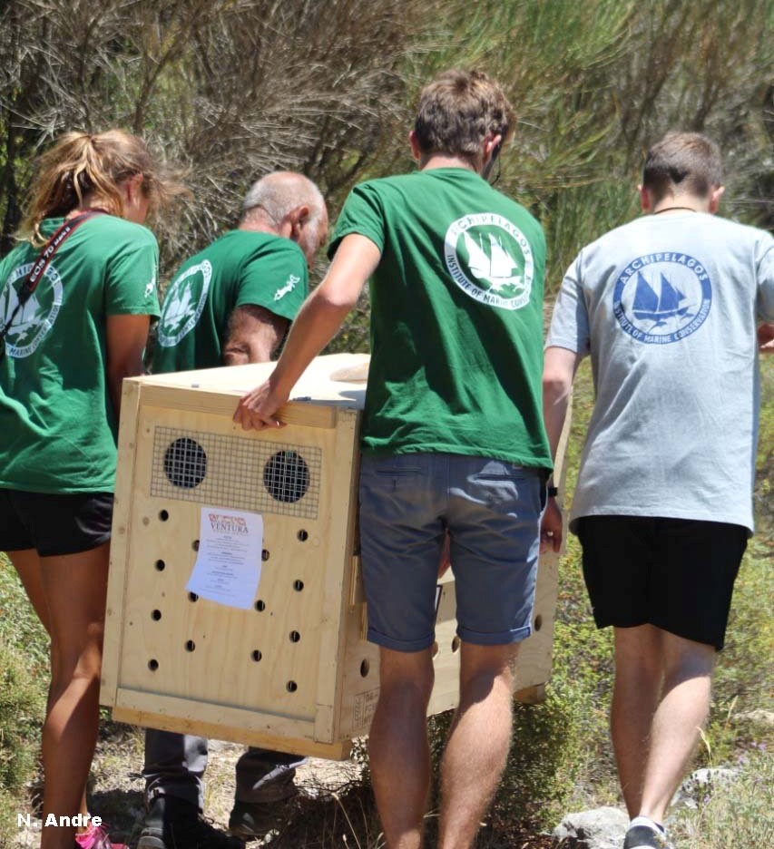 Απελευθερωση χρυσού τσακαλιού στη Σάμο