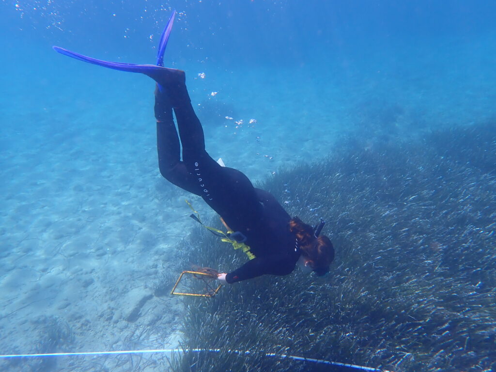 collecting samples of Posidonia oceanica and Halophila stipulacea seagrass