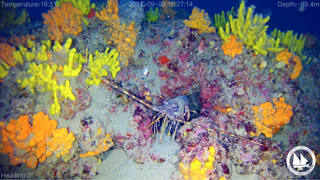 investigating the coralligenous habitats