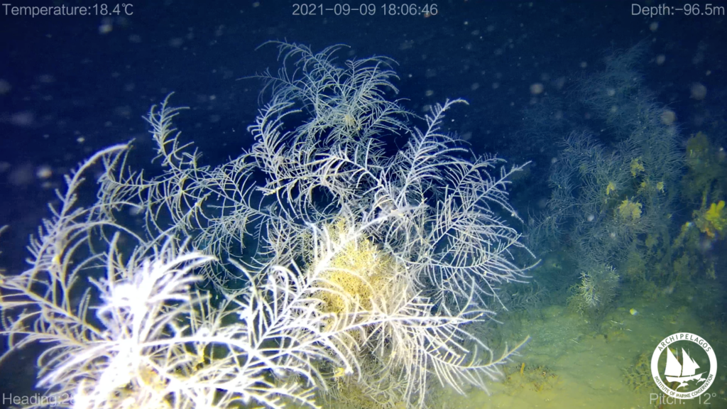 Archipelagos intern experience marine conservation