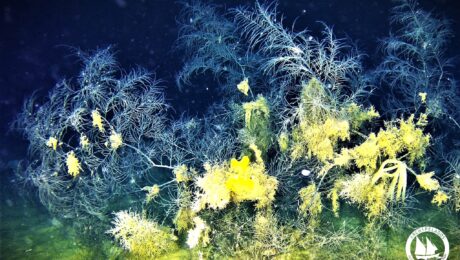 BLACK_CORAL_ARCHIPELAGOS (2)