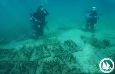Posidonia replanting