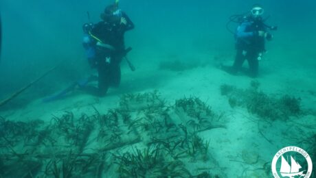 Posidonia replanting