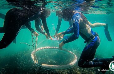 posidonia blue carbon