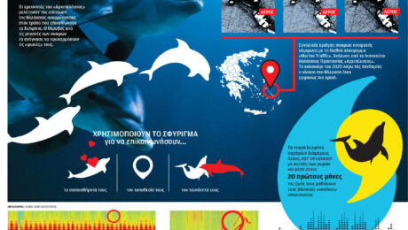 infograffic_Kathimerini_dolphins