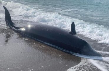 Cyprus department of fisheries and marine research – 10_2_23