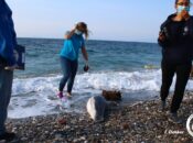 Mutilated Striped Dolphin Stranded on the shores of Samos Island
