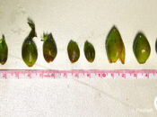 Posidonia Seagrass Fruits Wash up on Our Shores – A Rare Phenomenon