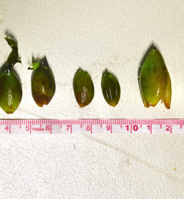 FruitToSeedSequence_ImogenPeckett w_ logo