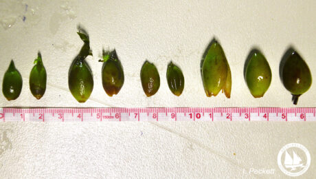 FruitToSeedSequence_ImogenPeckett w_ logo