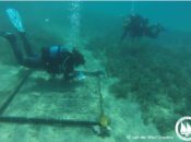 Planting Underwater Gardens of Posidonia seagrass- a new innovative planting process