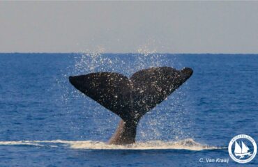 sperm_whaleC_V_Kraaij_Archi
