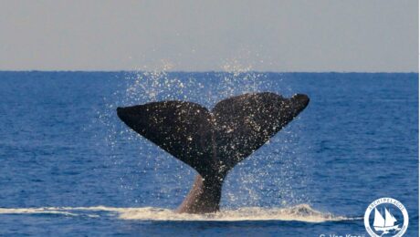 sperm_whaleC_V_Kraaij_Archi