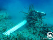 Αειφόρα αγκυροβόλια: Έμπρακτη λύση για την ανάσχεση της καταστροφής των λιβαδιών Ποσειδωνίας